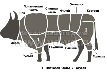 Части тела быка. Описание частей тела коровы